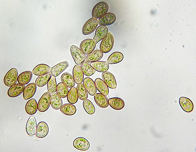 Scapania nemorea